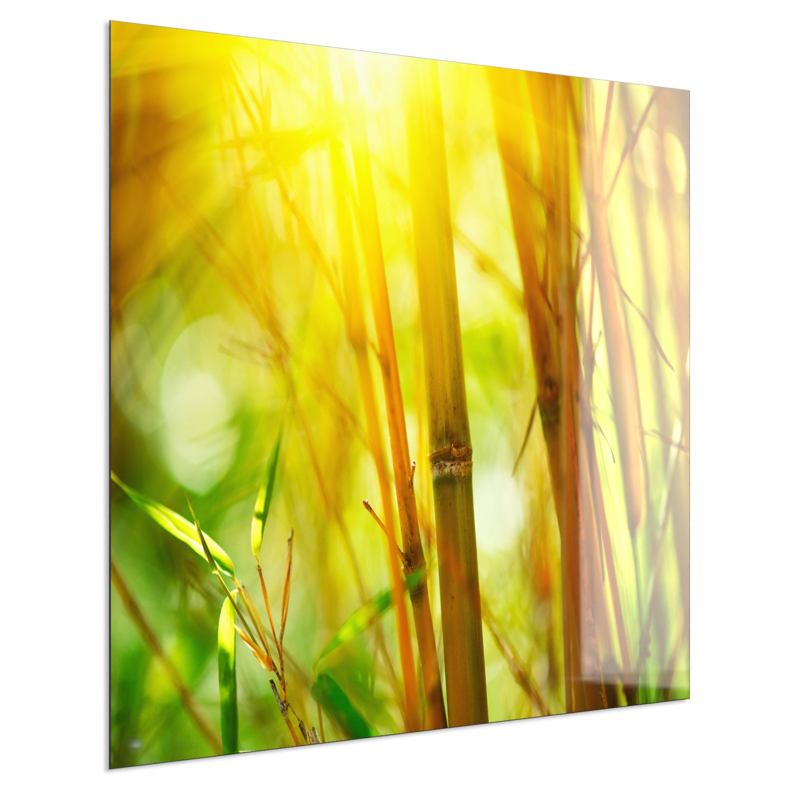 Deko Glas Wandbild Motiv 062 Bambus