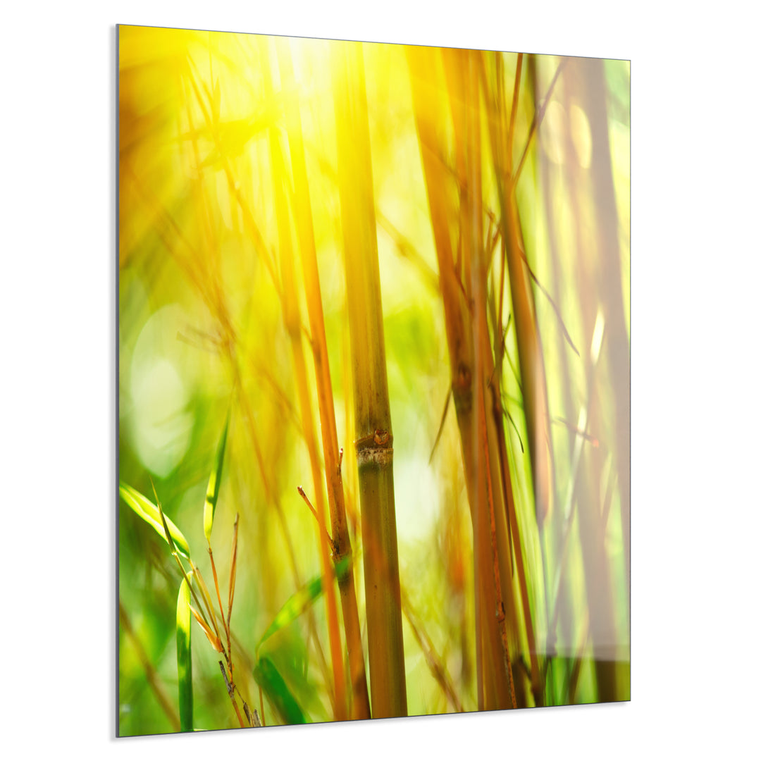 bambus wandbild Echt-Glas XXL Wandbild Bambus