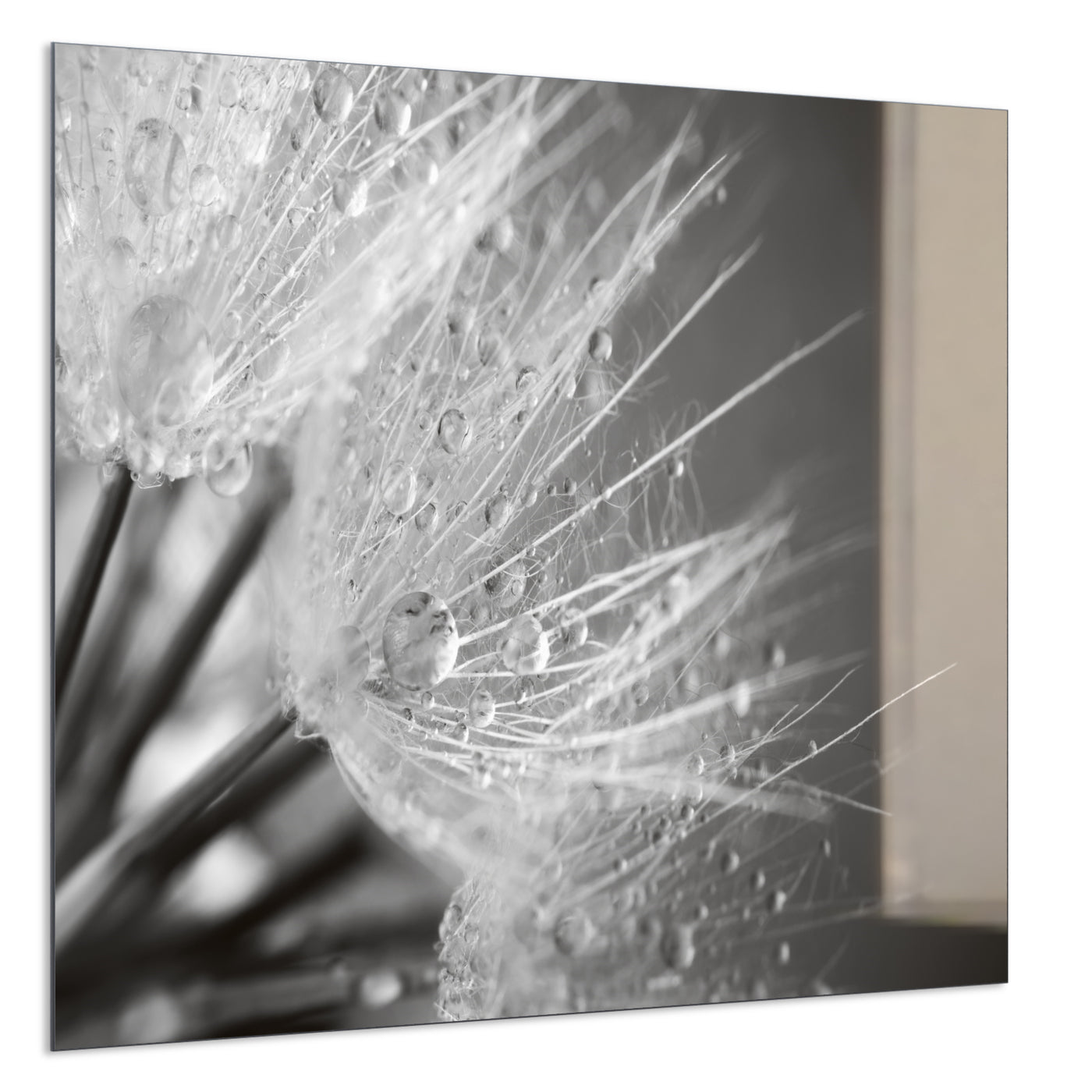 STEINFELD Deko Glas Wandbild Motiv 063 Löwenzahn