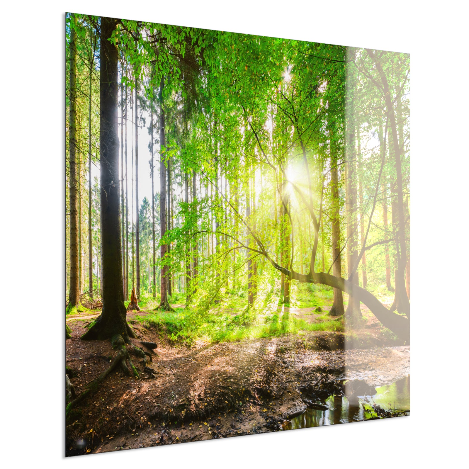 Deko Glas Wandbild Motiv 067 Wald Panorama