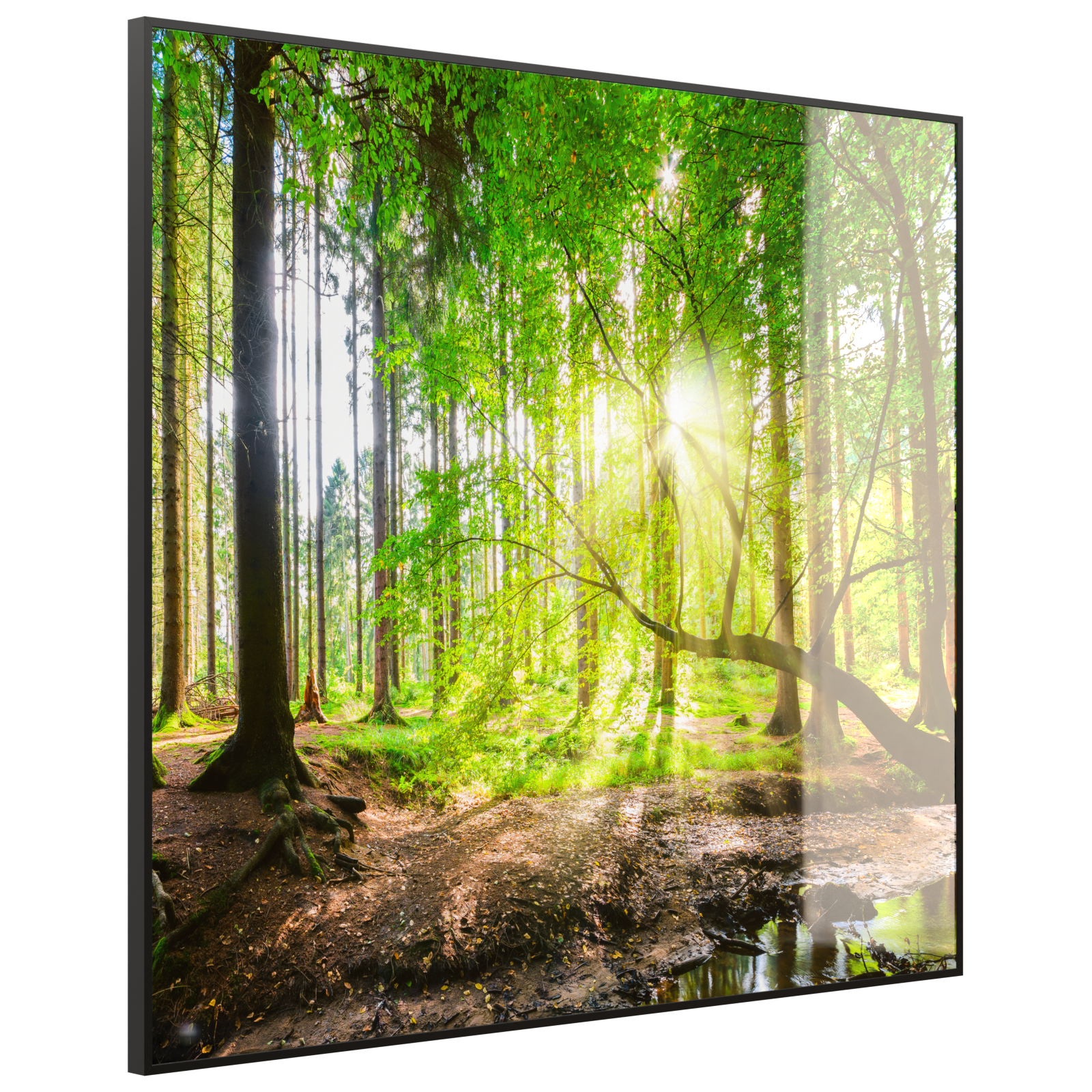 Deko Glas Wandbild Motiv 067 Wald Panorama