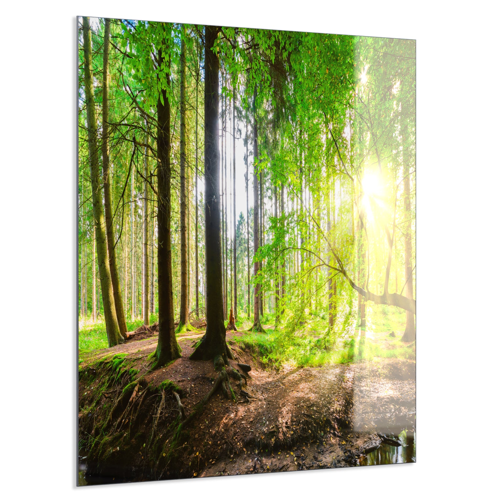 Deko Glas Wandbild Motiv 067 Wald Panorama