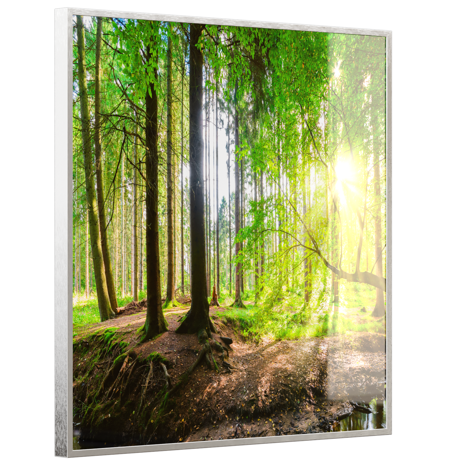 Deko Glas Wandbild Motiv 067 Wald Panorama