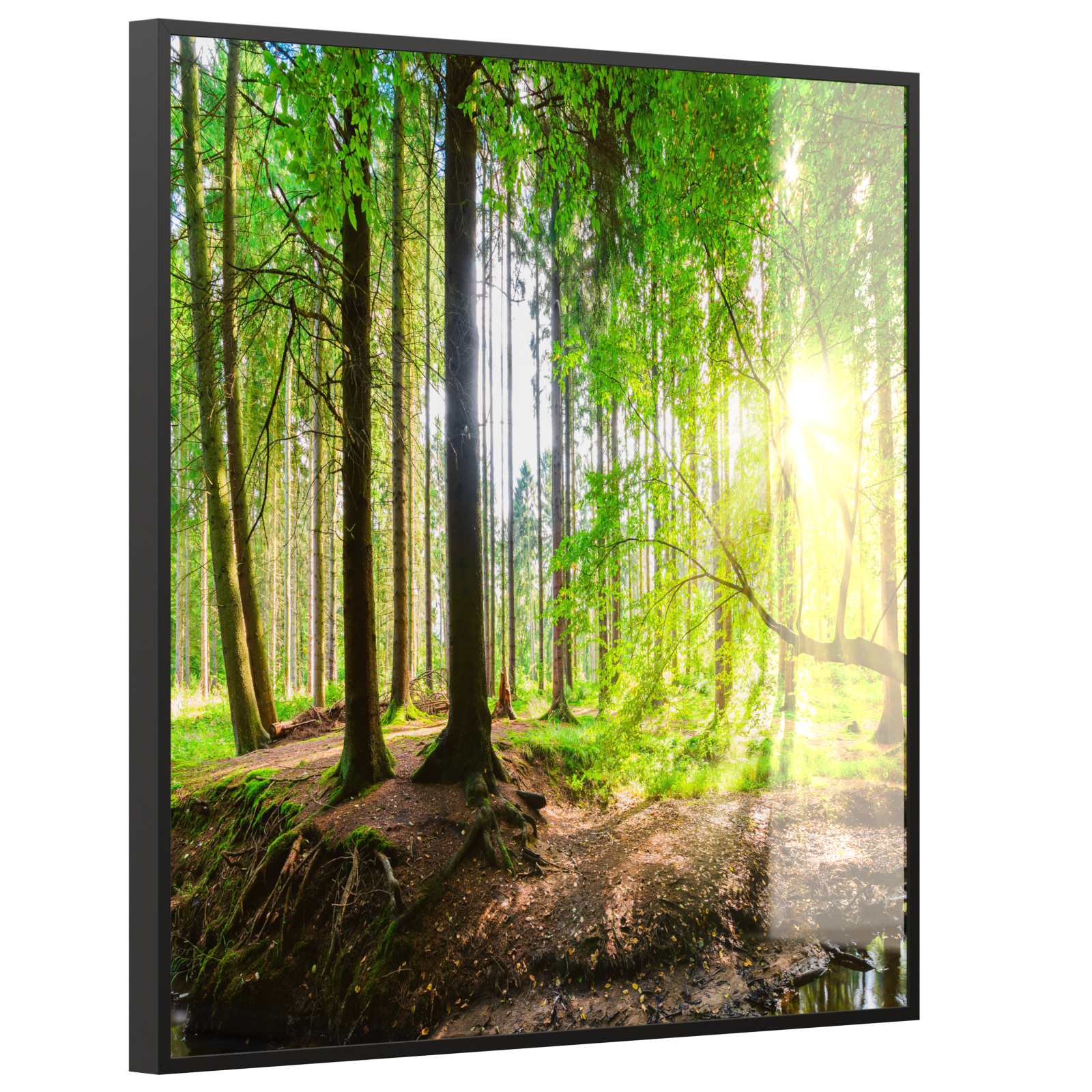 Deko Glas Wandbild Motiv 067 Wald Panorama