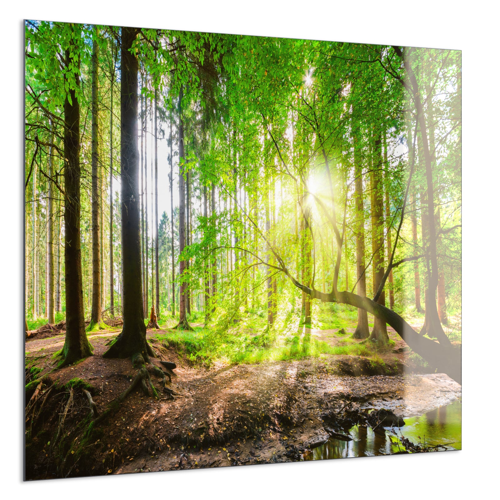 Deko Glas Wandbild Motiv 067 Wald Panorama