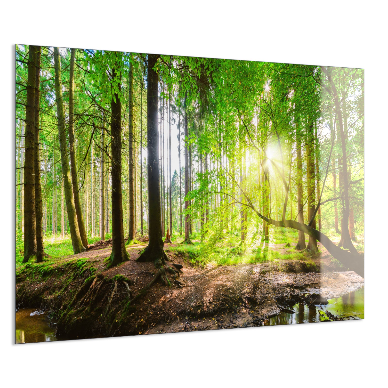 Deko Glas Wandbild Motiv 067 Wald Panorama