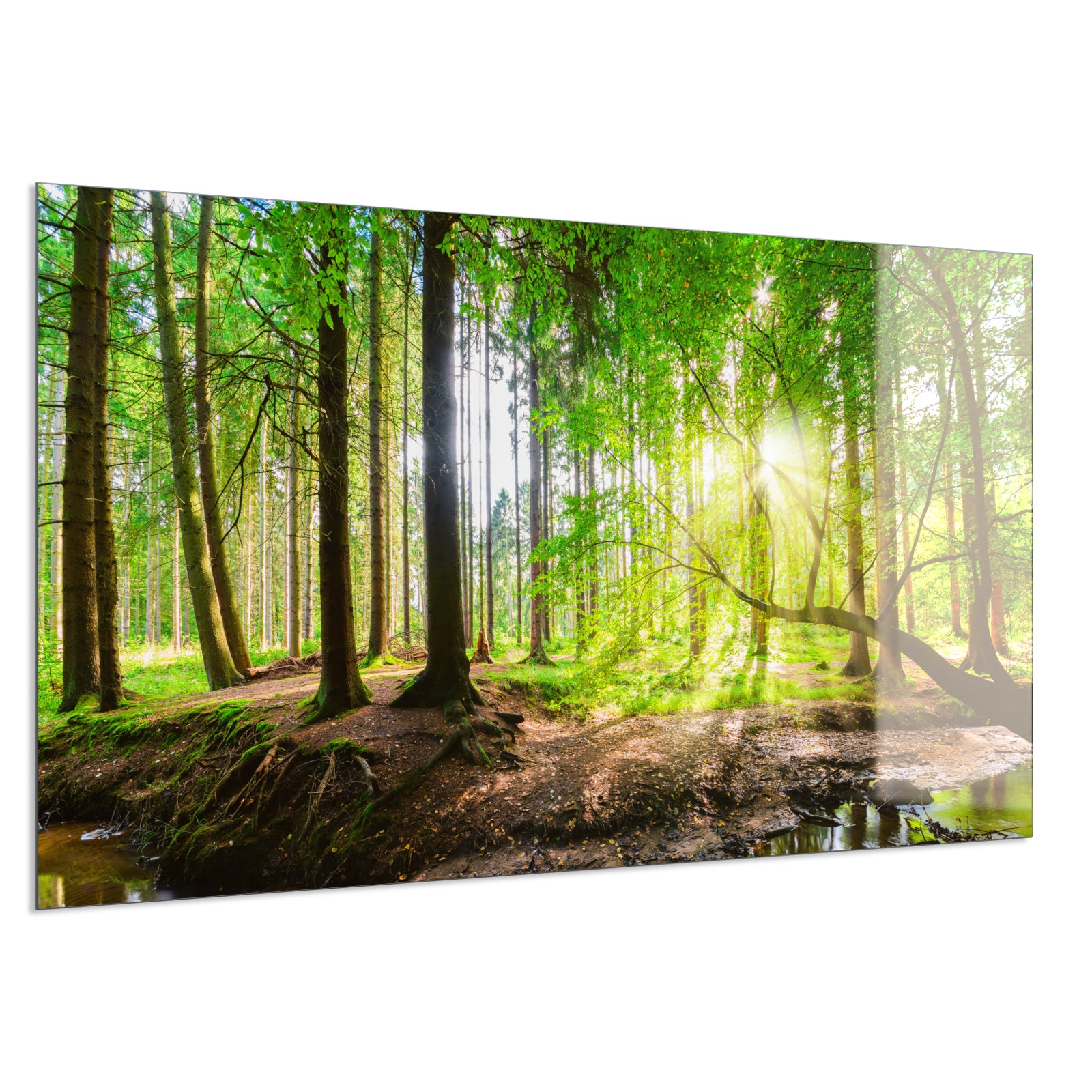 Deko Glas Wandbild Motiv 067 Wald Panorama