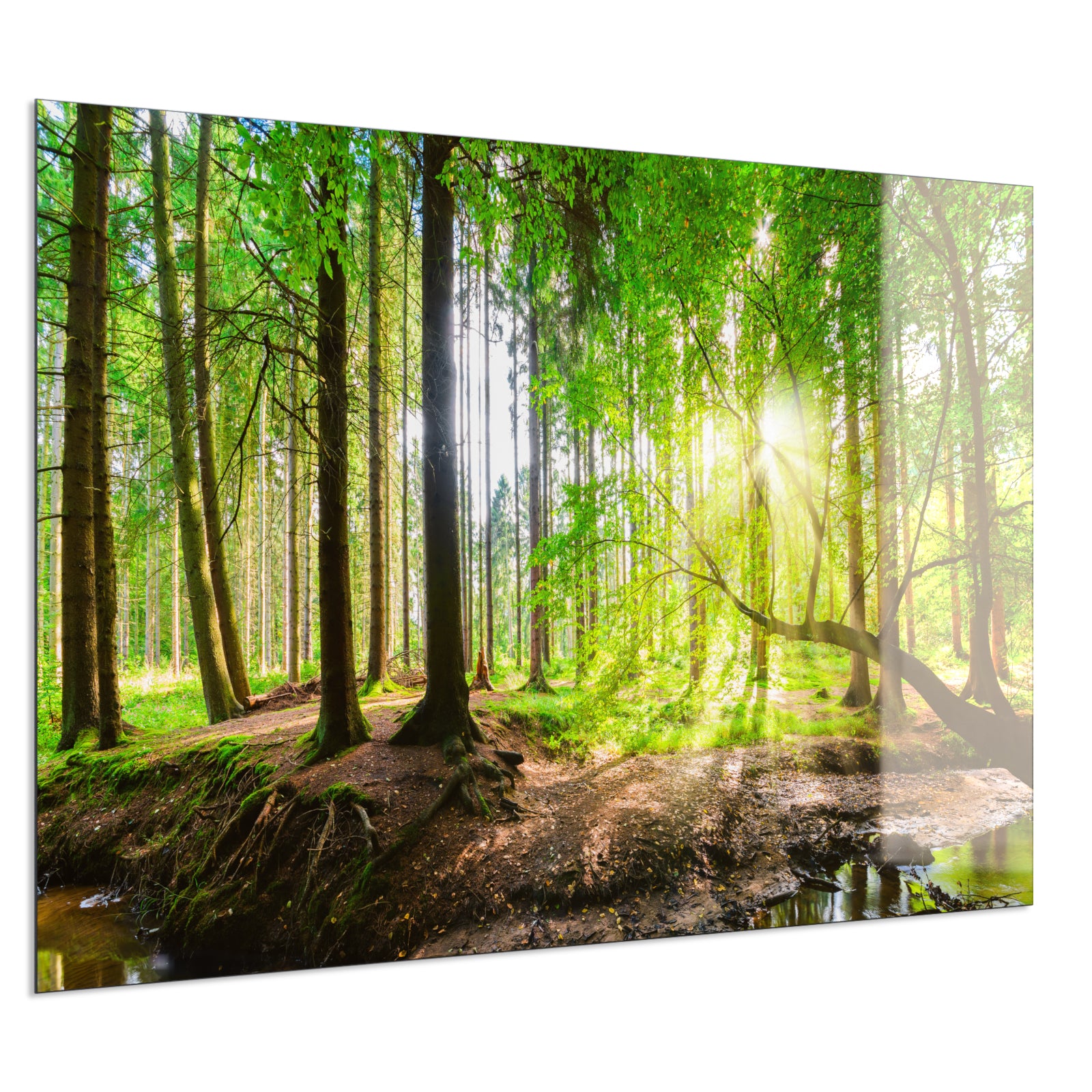 Deko Glas Wandbild Motiv 067 Wald Panorama