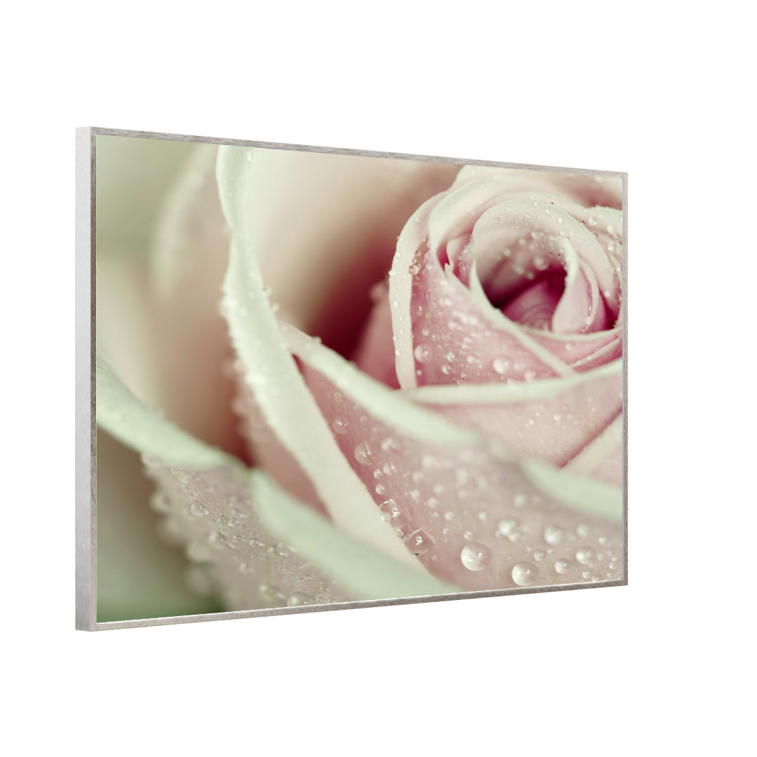 Bild Infrarotheizung 350-1200W Motiv 031 rosa Rose