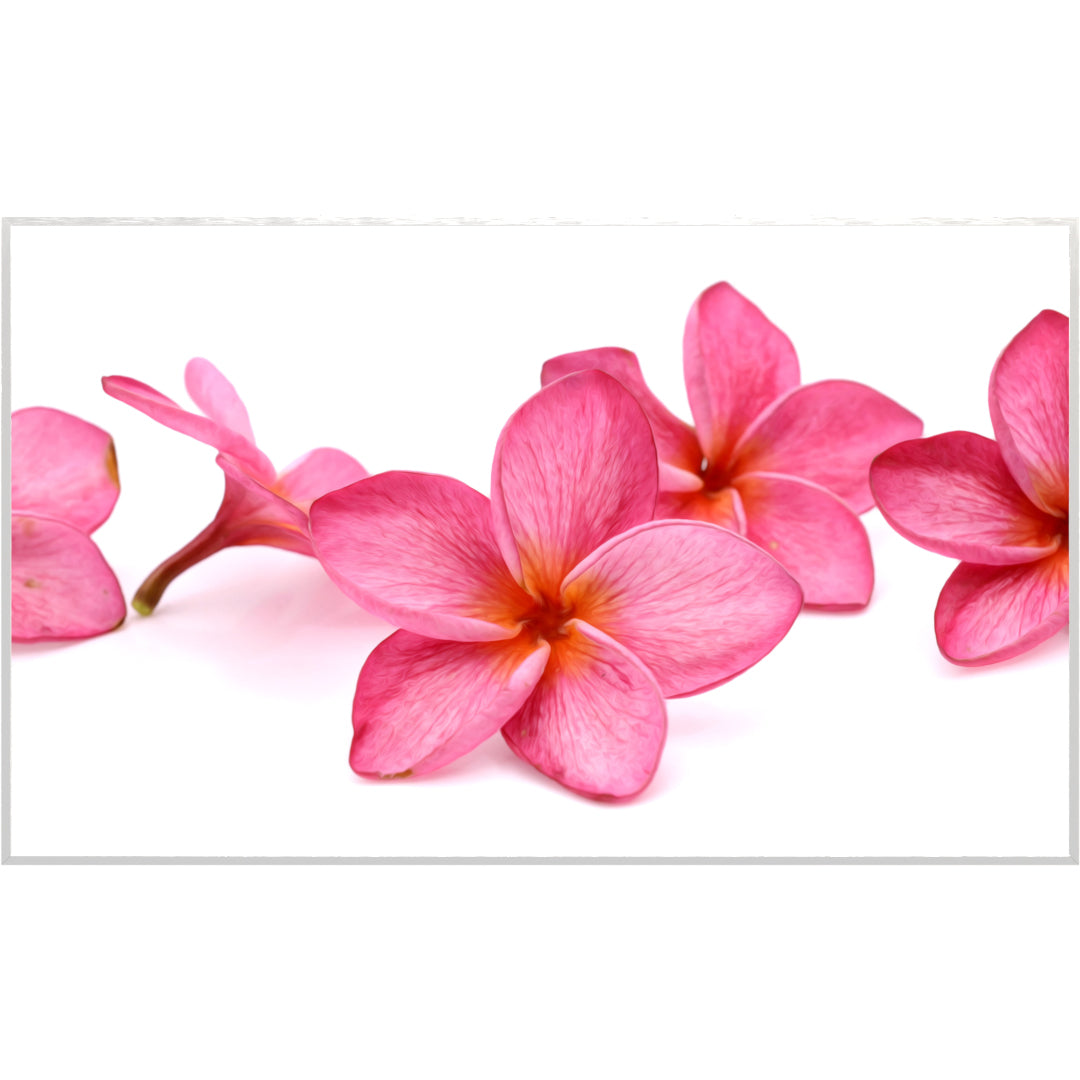 Glas Infrarotheizung 350-1200W Motiv 053 Pink Frangipani