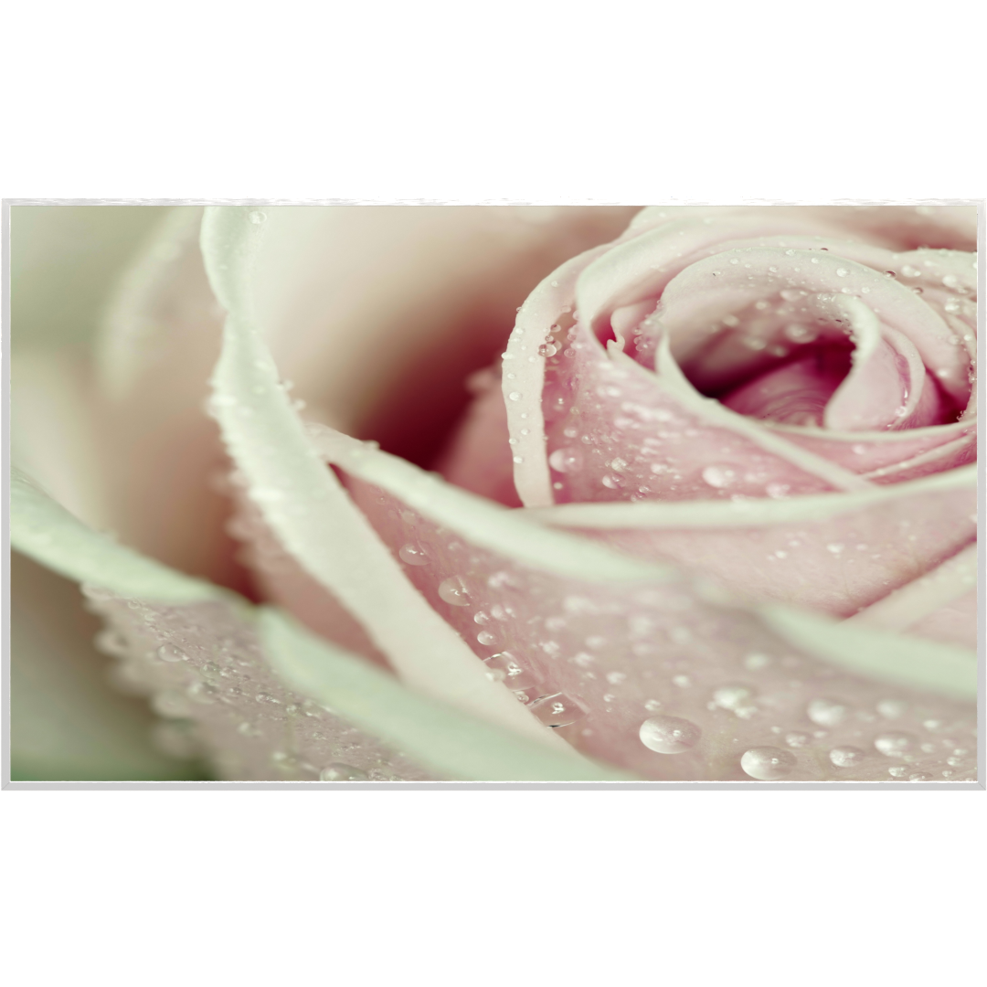 STEINFELD Bild Infrarotheizung 350-1200W Motiv 031 rosa Rose