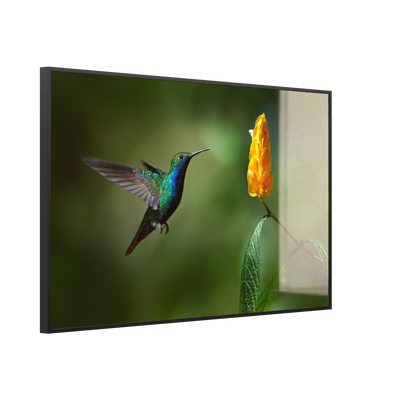 STEINFELD Deko Glas Wandbild Motiv 048 Kolibri