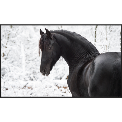 STEINFELD Glas Infrarotheizung 350-1200W Motiv 060 schwarzes Pferd
