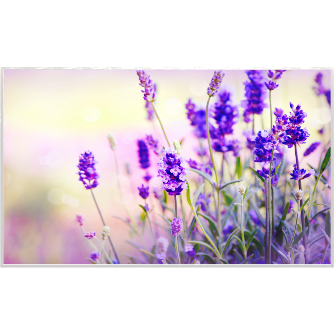 STEINFELD Bild Infrarotheizung 350-1200W Motiv 061 Lavendel