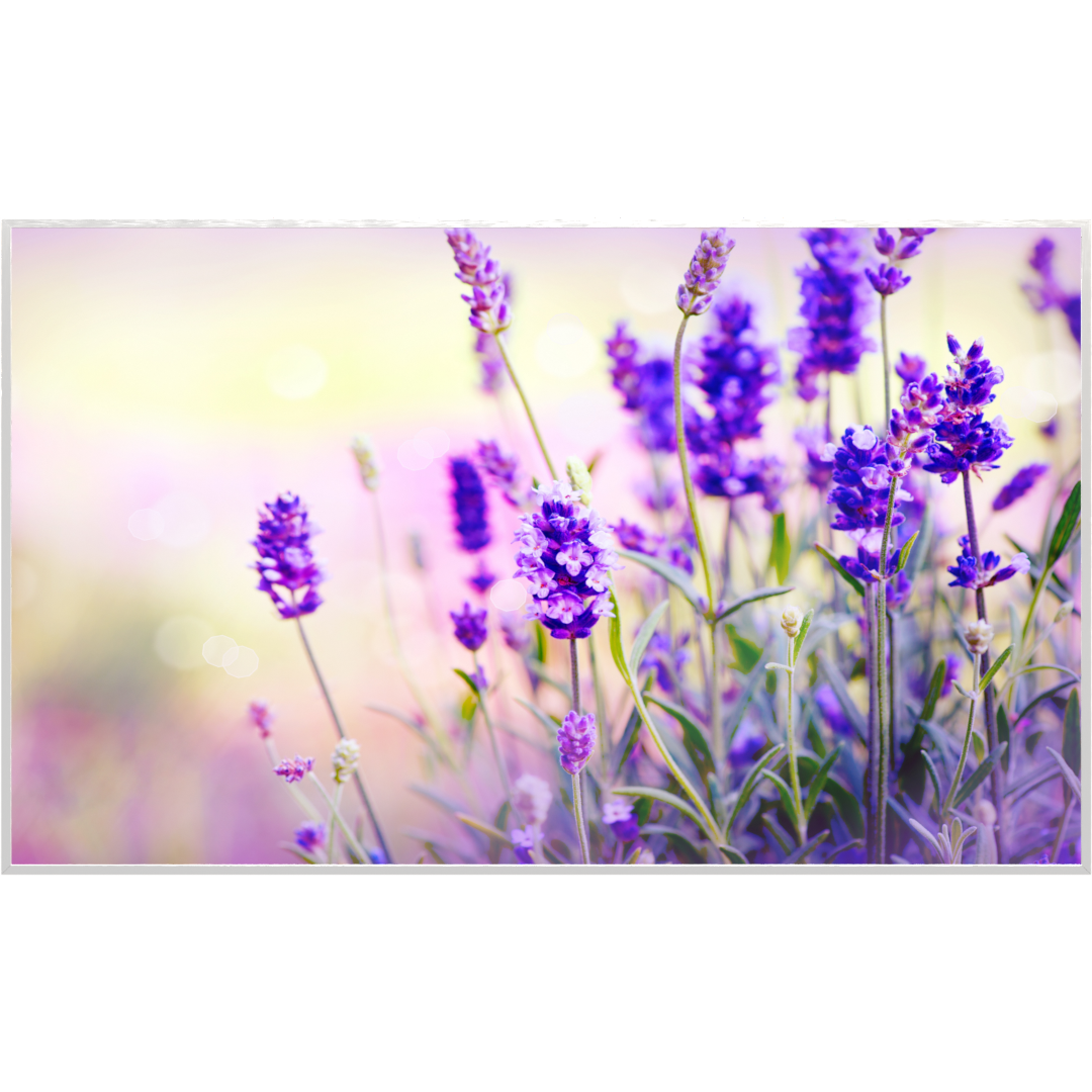 STEINFELD Glas Infrarotheizung 350-1200W Motiv 061 Lavendel